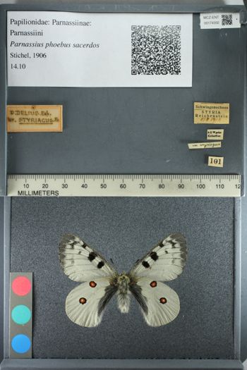 Media type: image;   Entomology 174332